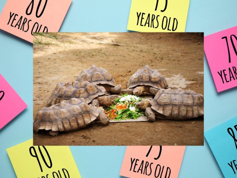 Schildkröten ernähren sich von Salat . Rundherum sind Post it mit Altersangaben